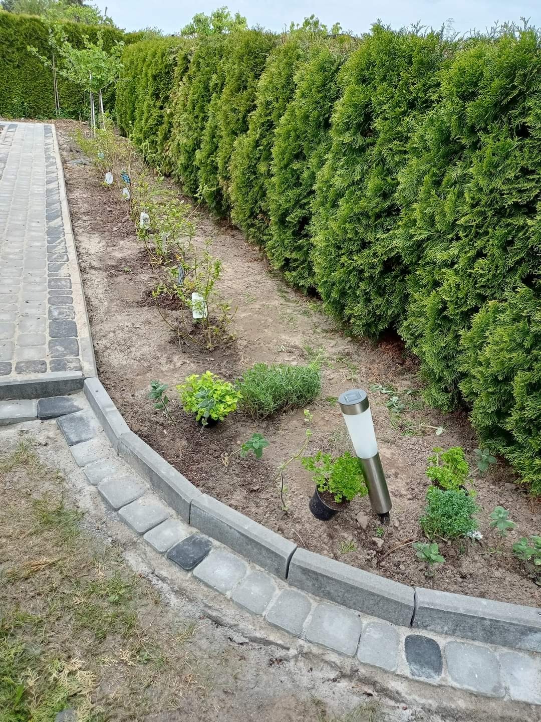 Świeżo posadzone rośliny ozdobne wzdłuż chodnika z kostki, z tłem z wysokich, gęstych żywopłotów, oświetlone lampą solarną.