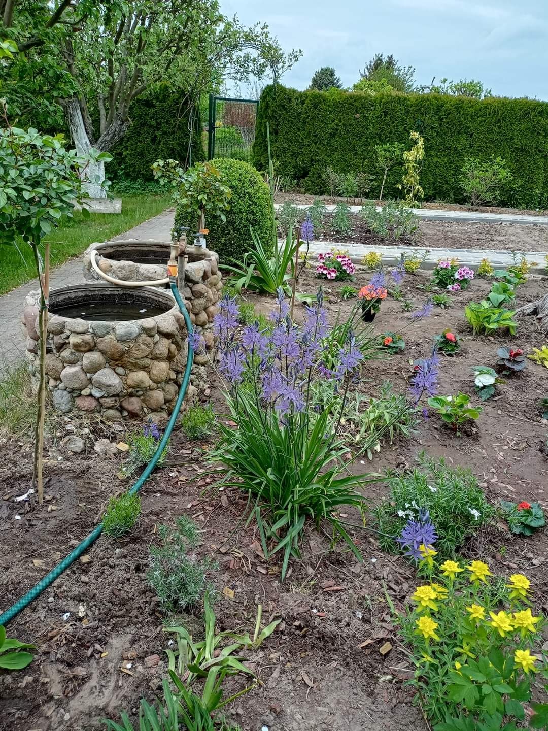 Ogród w Gorzowie Wielkopolskim z kamiennymi studniami, rabatami kwiatowymi z kwitnącymi irysami i nagietkami, oraz równo przyciętym żywopłotem w tle.