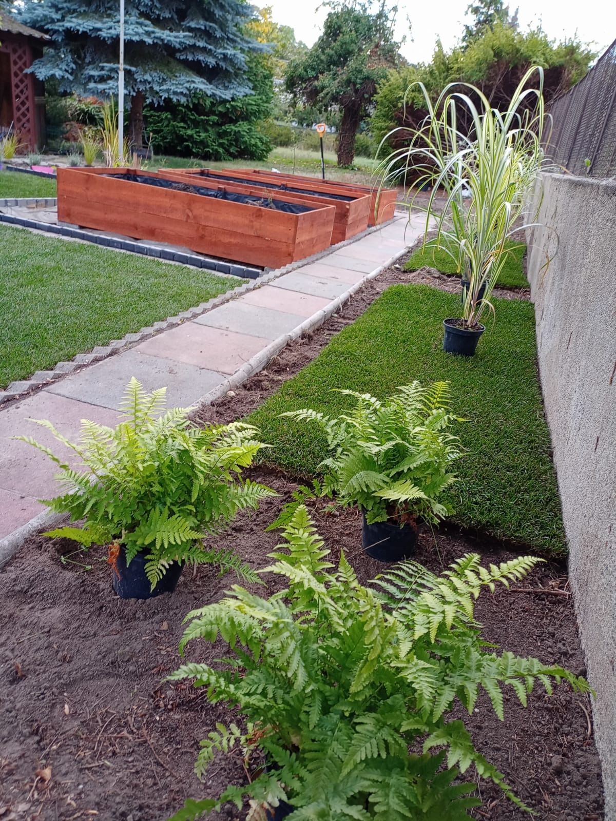 Świeżo założony trawnik z rolki z widocznymi doniczkami z paprociami i ozdobną trawą, drewniane skrzynie na rośliny w tle.