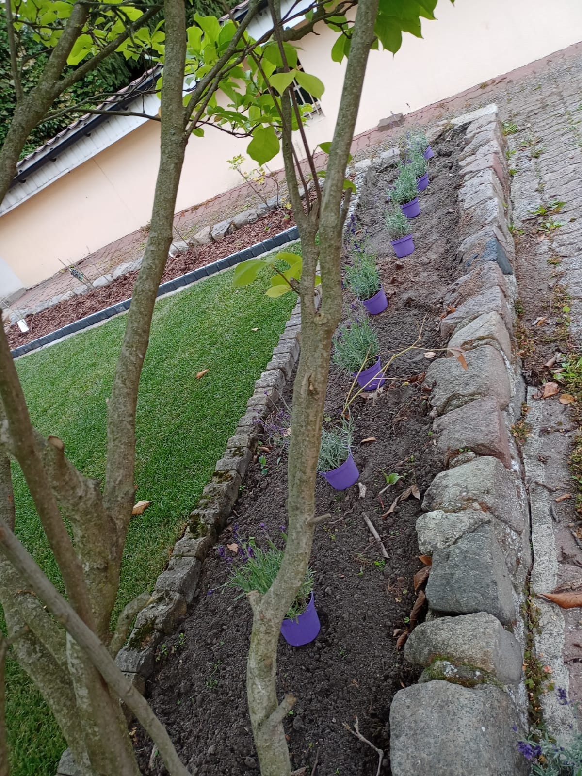 Przygotowane do posadzenia sadzonki lawendy w fioletowych doniczkach, ustawione w rzędzie wzdłuż kamiennego obrzeża rabaty, widok z góry przez gałęzie drzewa.