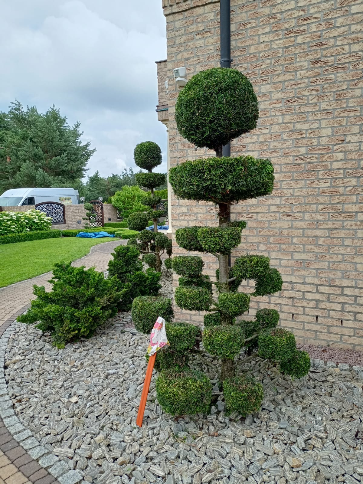 Formowane drzewa iglaste w ogrodzie przydomowym, obok ścieżki z kostki; widoczna instalacja nawadniająca z chorągiewką w ziemi, tło stanowi ceglana ściana budynku i trawnik.