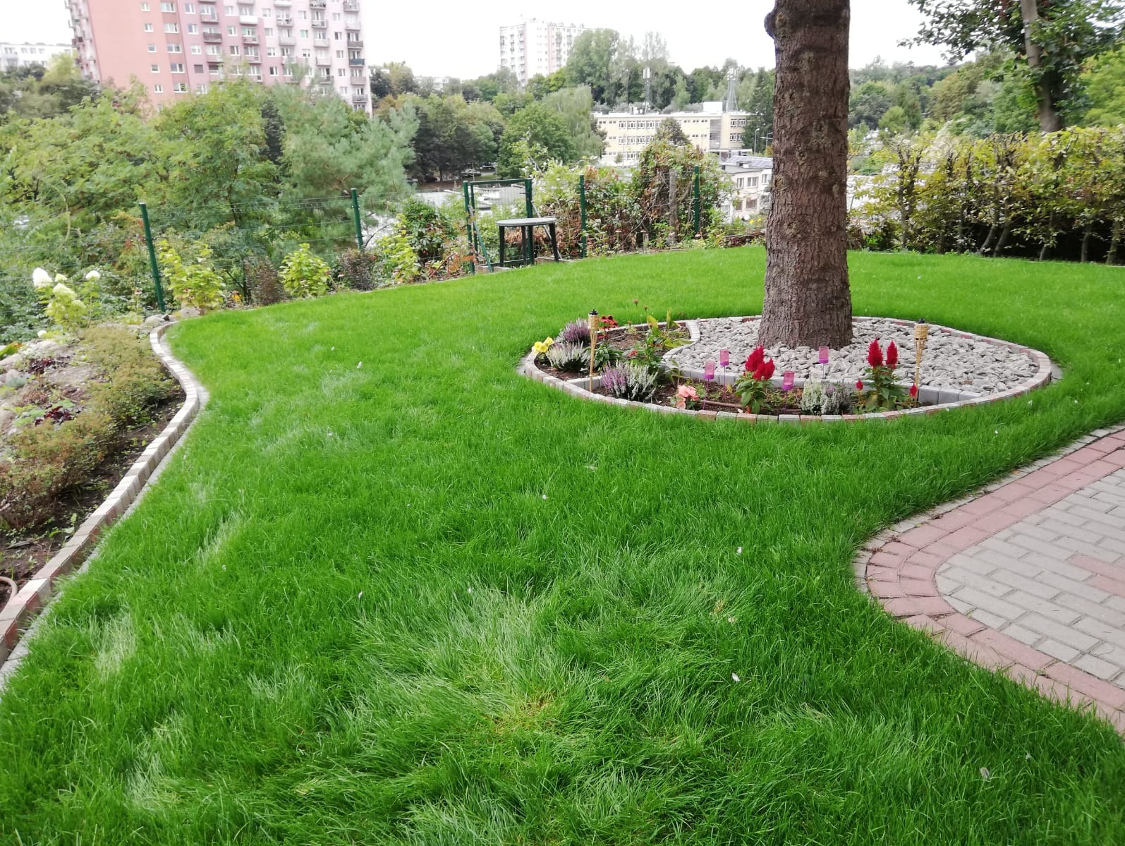 Ujęcie zadbanego trawnika z wytyczonymi ścieżkami i rabatą kwiatową wokół pnia drzewa, widok na budynki mieszkalne w tle.