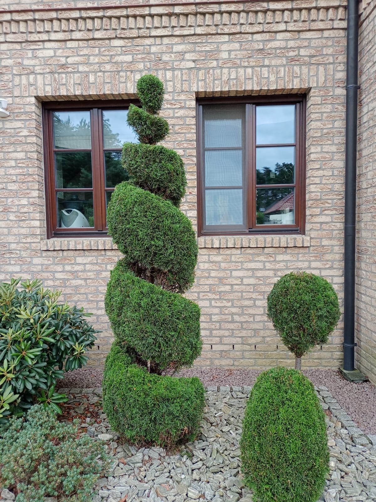 Spiralnie uformowany krzew iglasty przed ceglanym budynkiem z brązowymi oknami, otoczony kamieniami i innymi krzewami.