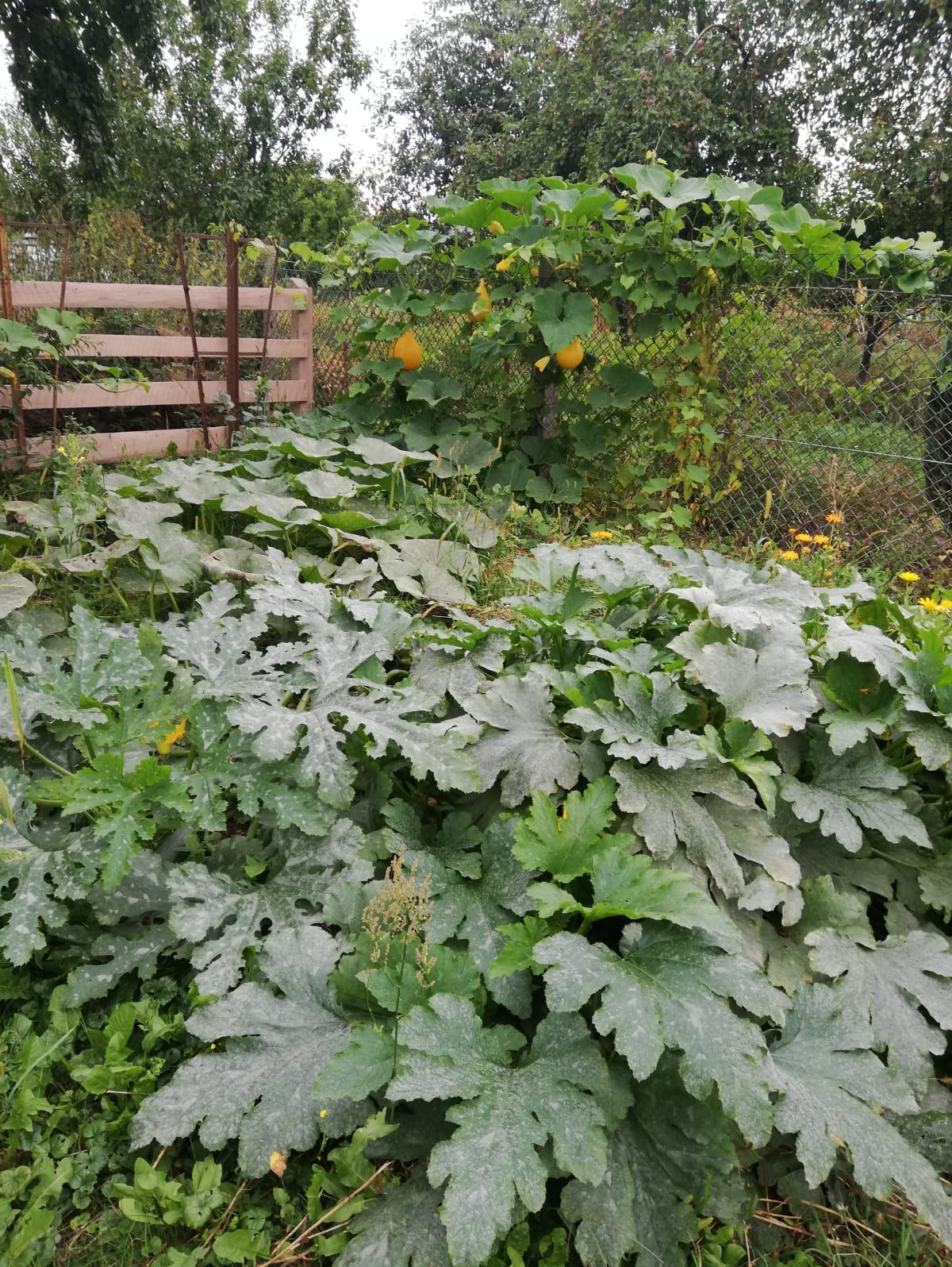 Bujny ogród warzywny z dużymi liśćmi dyni i dwoma dojrzałymi dyniami widocznymi na siatce ogrodzeniowej w tle.