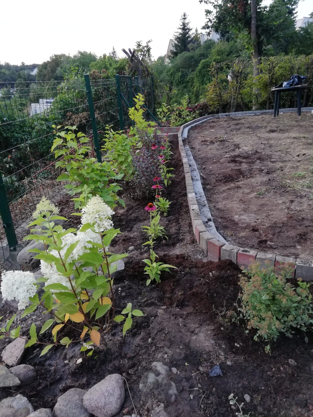 Fragment nowo założonego ogrodu z obrzeżem z kostki, świeżo posadzone rośliny ozdobne: hortensje i jeżówki, ziemia przygotowana pod nasadzenia, widoczne kamienie i siatka ogrodzeniowa w tle.