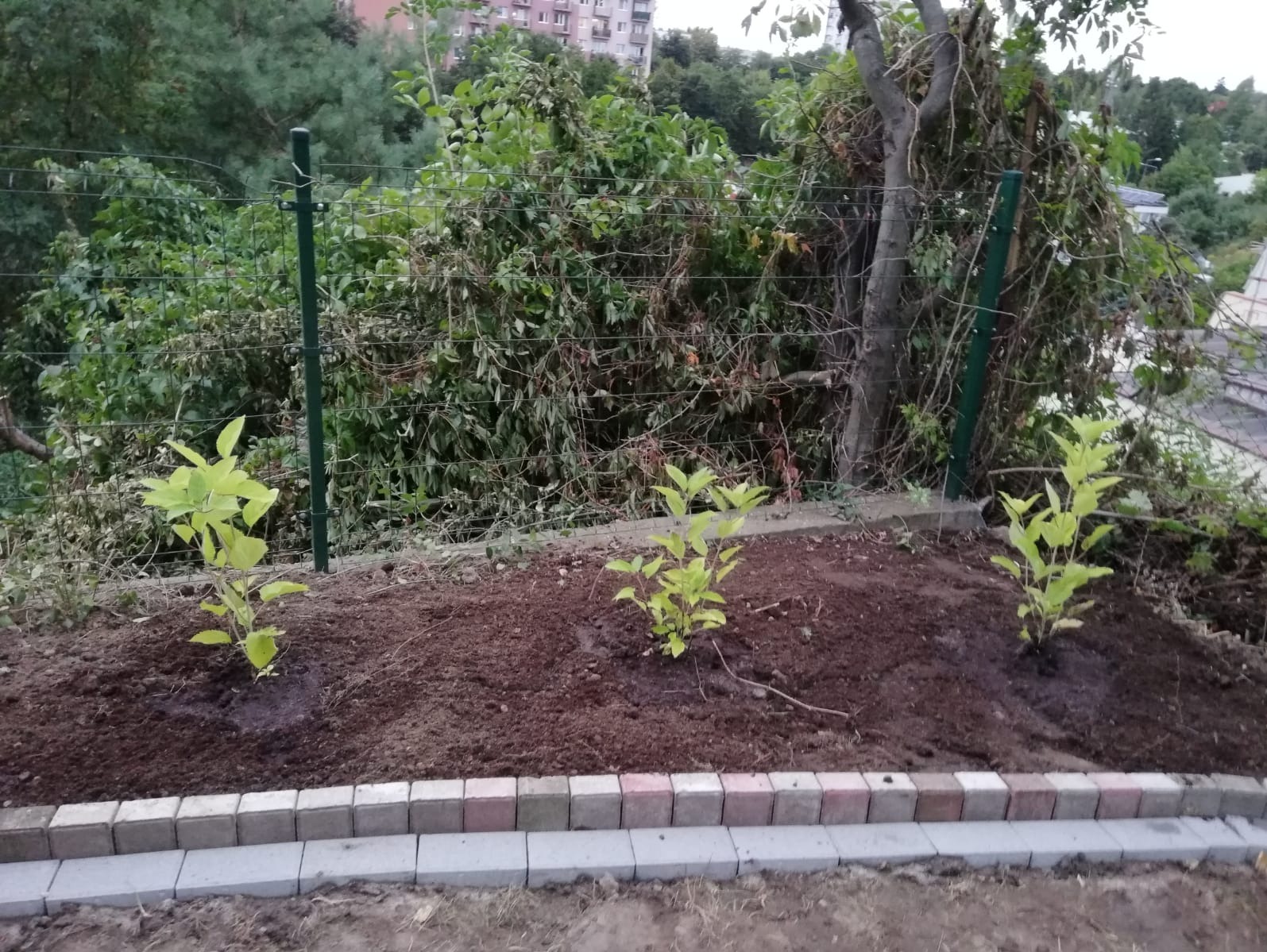 Świeżo posadzone trzy sadzonki krzewów o jasnozielonych liściach na rabacie z obrzeżem z kostki brukowej; w tle siatka ogrodzeniowa i zarośla.