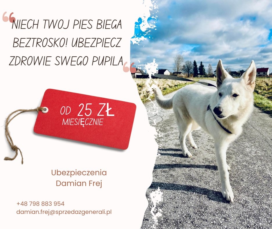 Biały pies rasy owczarek szwajcarski na spacerze po asfaltowej drodze, w tle zabudowania i błękitne niebo z chmurami, obok grafika z hasłem i informacją o cenie miesięcznej za ubezpieczenie.