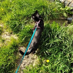 Wyprowadzanie psów Piaseczno 1