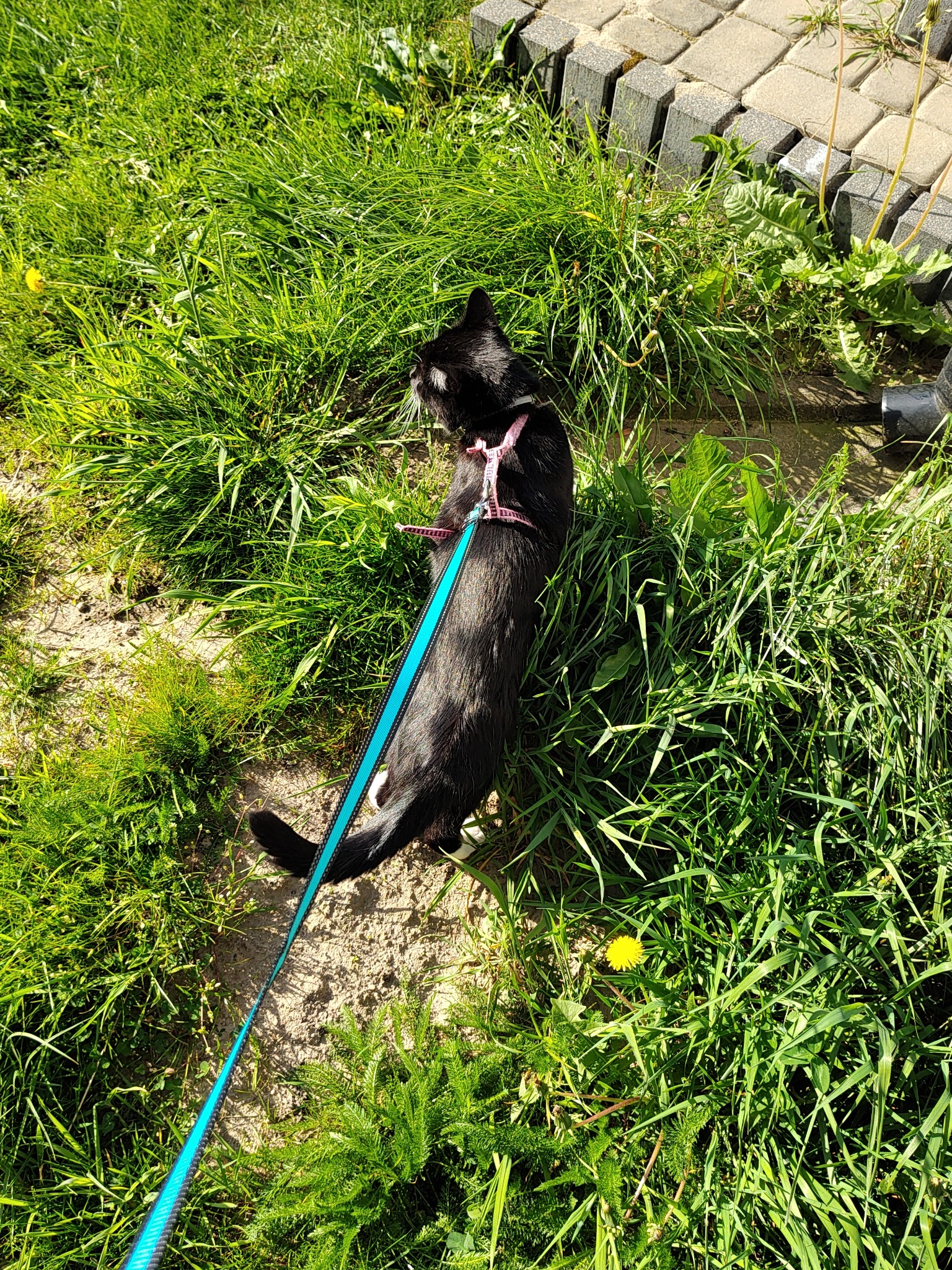 Czarny pies rasy mieszanej z różową uprzężą i turkusową smyczą stoi na trawie w słoneczny dzień, obok kostki brukowej.