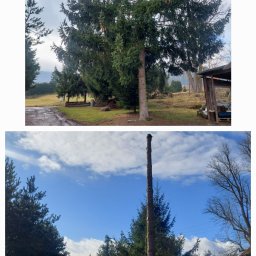 Dr TNE Olaf Peszko - Dwa ujęcia: pierwsze przedstawia wysoką, rozłożystą choinkę z szyszkami na tle pochmurnego nieba i zielonego terenu, drugie ukazuje pień po ściętej choince z pozostawionymi gałęziami u podstawy,...