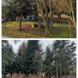 Dr TNE Olaf Peszko - Usunięcie czereśni wiszącej nad drogą