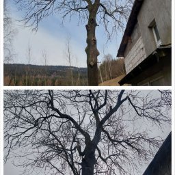 Wycinka drzew Nowa Ruda 4