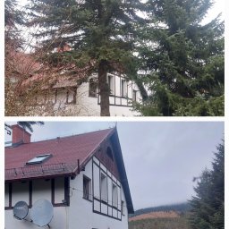 Dr TNE Olaf Peszko - Wycinka świerka kanadyjskiego z małym miejscem do zrzutu gałęzi