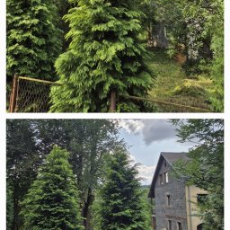 Dr TNE Olaf Peszko - Przycięcie lipy i odsłonięcie budynku na światło