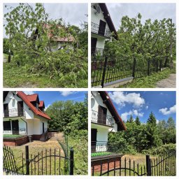 Usuwanie grubego jesiona powalonego przez wiatr.