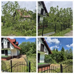 Usuwanie grubego jesiona powalonego przez wiatr.