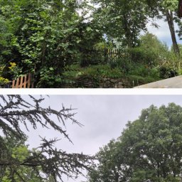 Wycinka akacji która stwarzała zagrożenie 