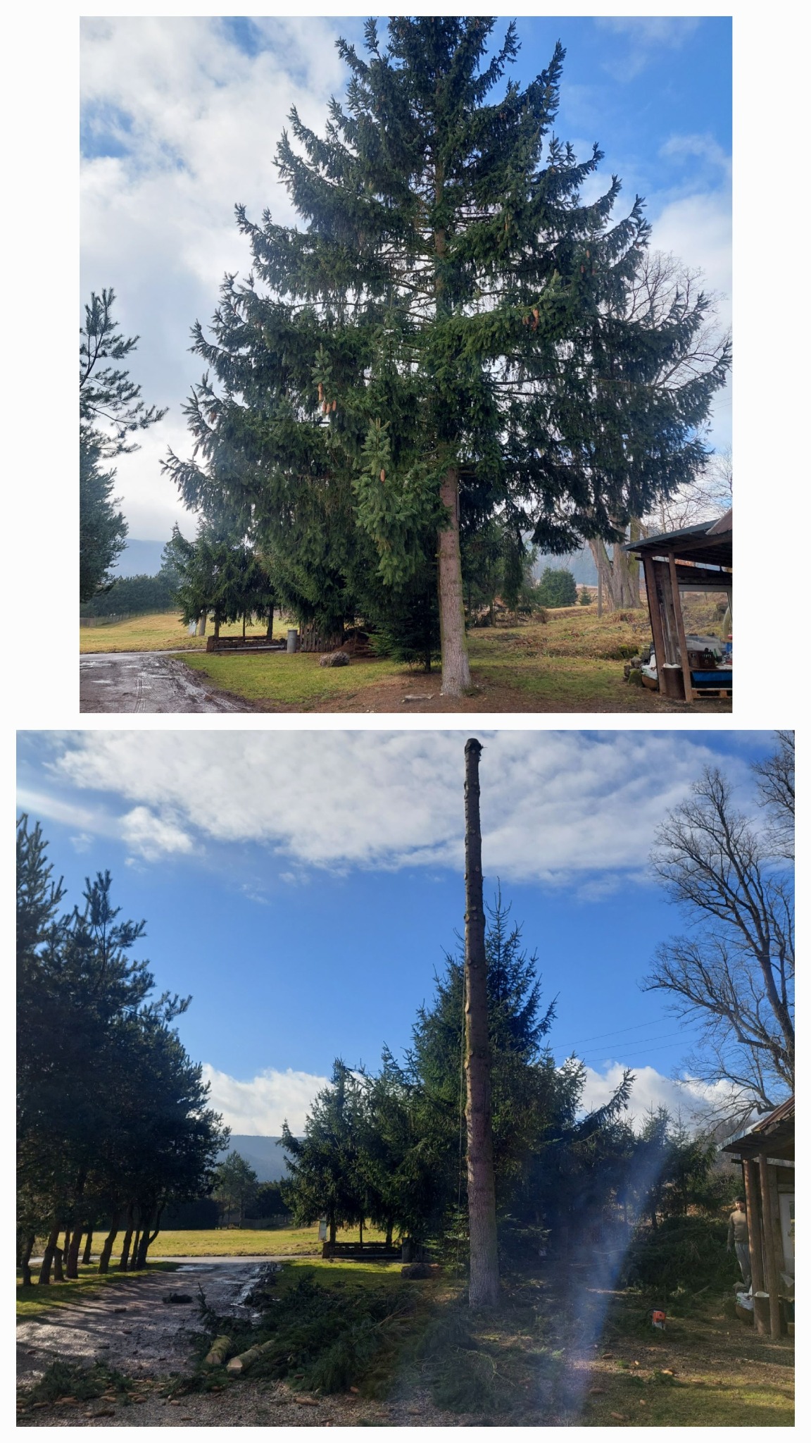 Dwa ujęcia: pierwsze przedstawia wysoką, rozłożystą choinkę z szyszkami na tle pochmurnego nieba i zielonego terenu, drugie ukazuje pień po ściętej choince z pozostawionymi gałęziami u podstawy,...