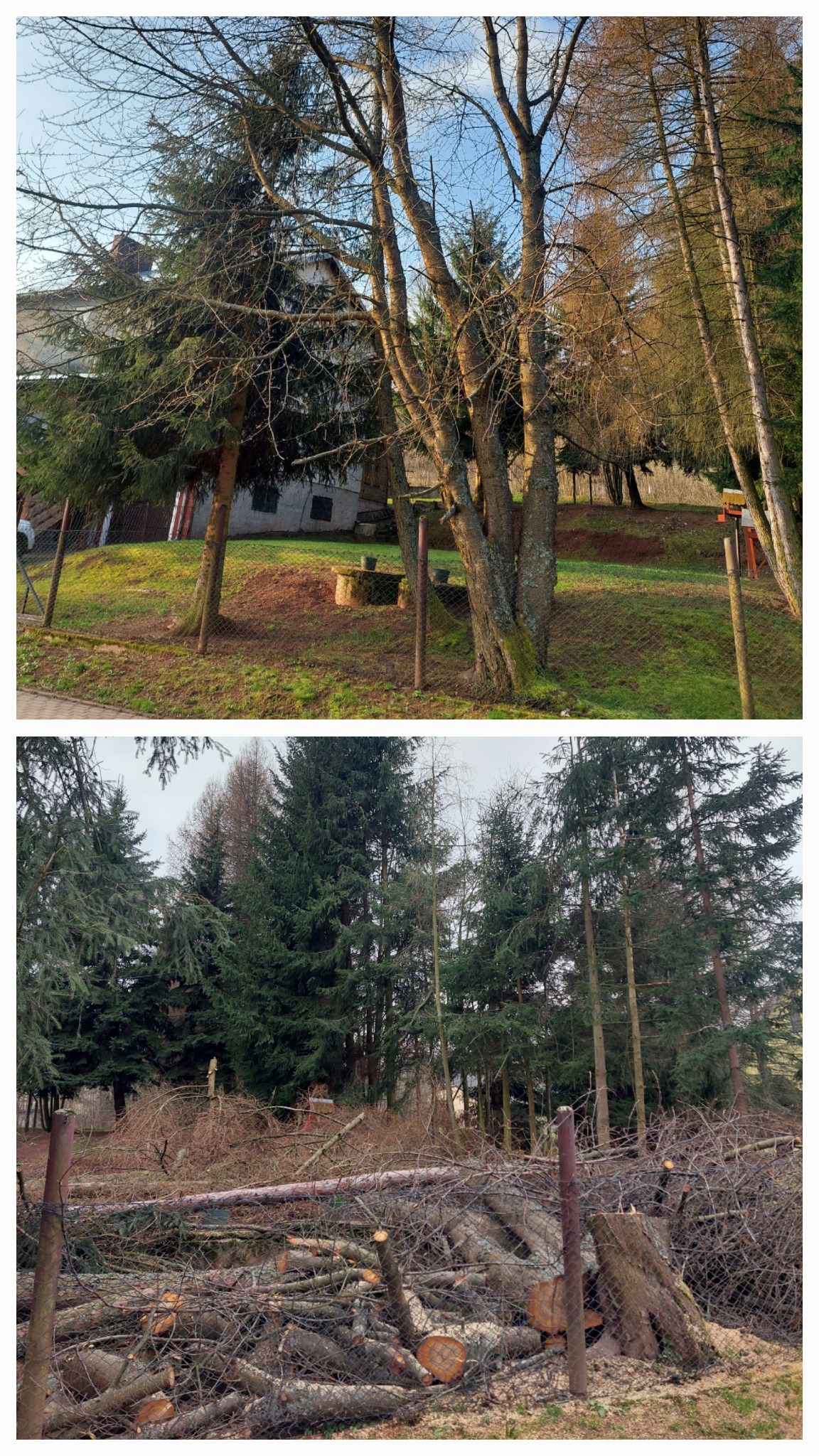 Usunięcie czereśni wiszącej nad drogą