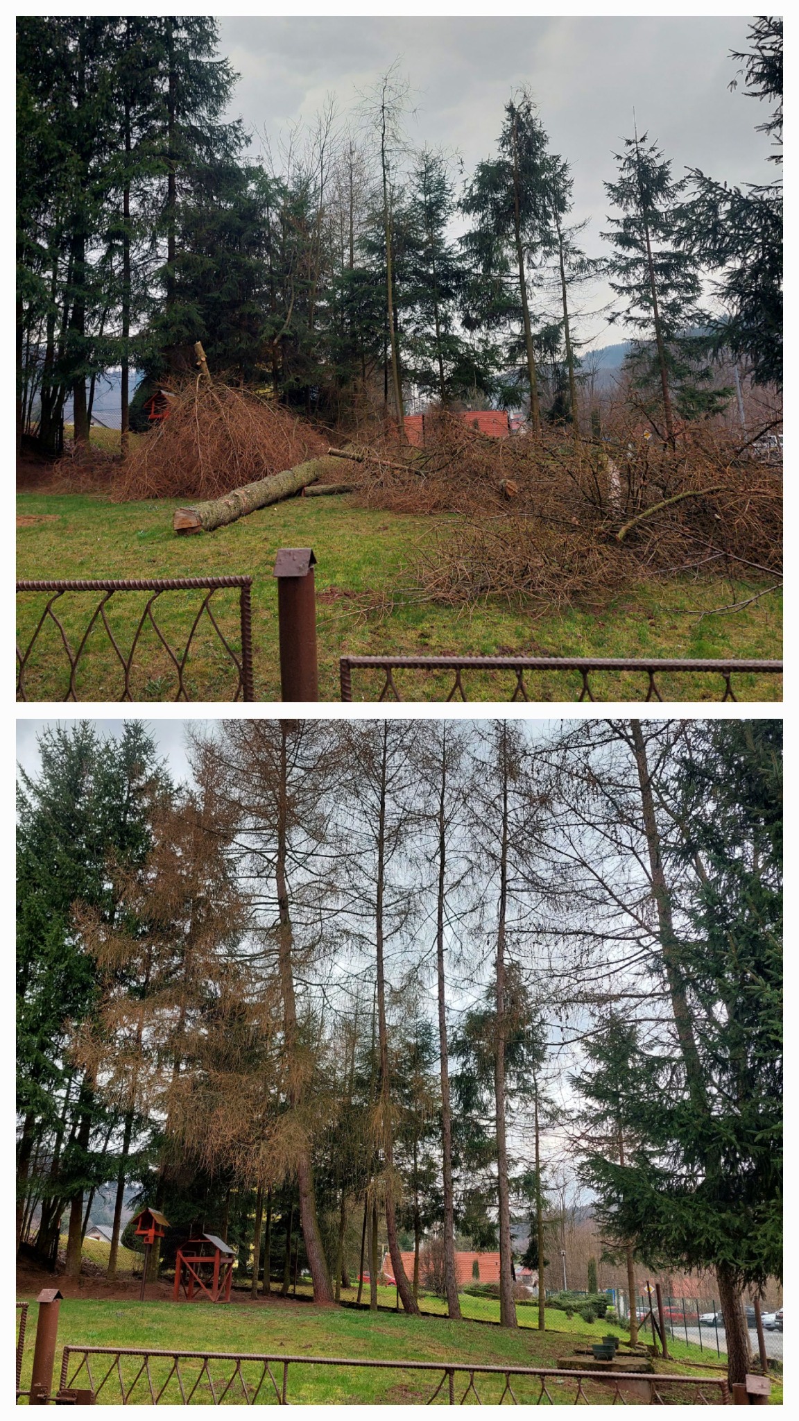 Dwa kadry: górny przedstawia powalone drzewo i ścięte gałęzie na trawniku, z ogrodzeniem w tle; dolny ukazuje wysokie drzewa iglaste i liściaste w parku, widziane zza ogrodzenia.