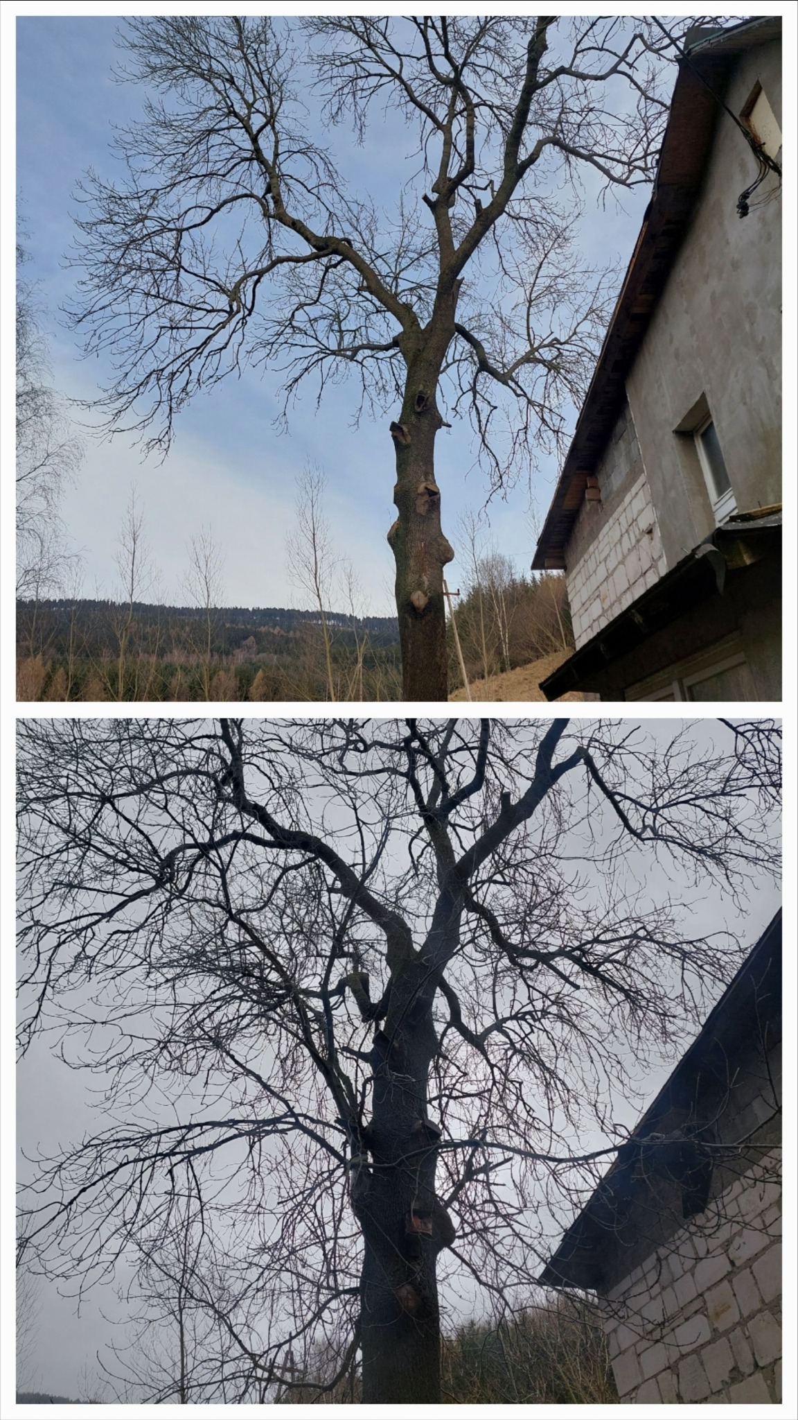 Przycinanie gałęzi obijających się o dach i elewację budynku