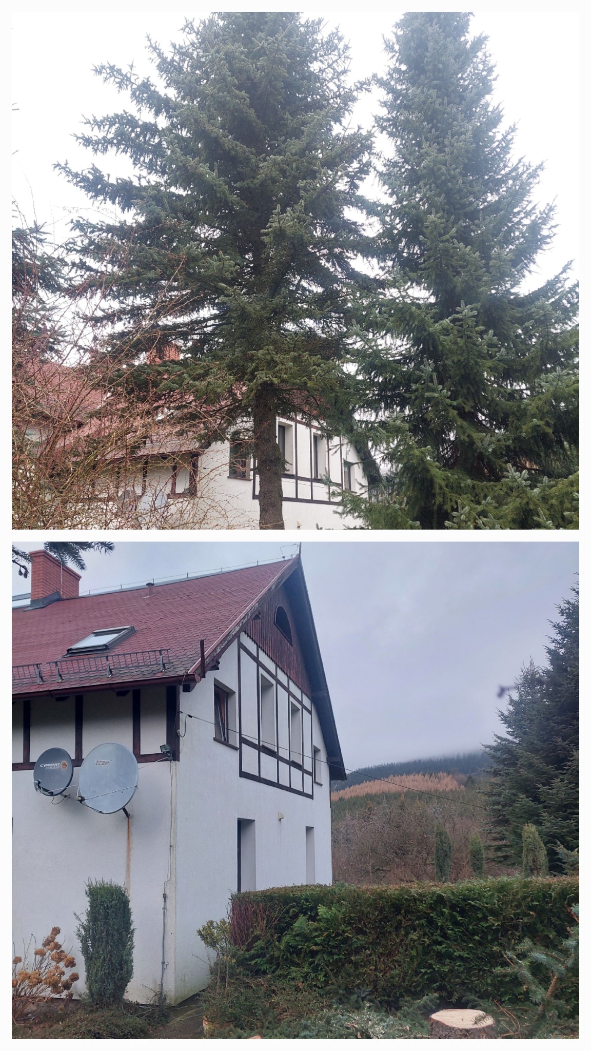 Wycinka świerka kanadyjskiego z małym miejscem do zrzutu gałęzi