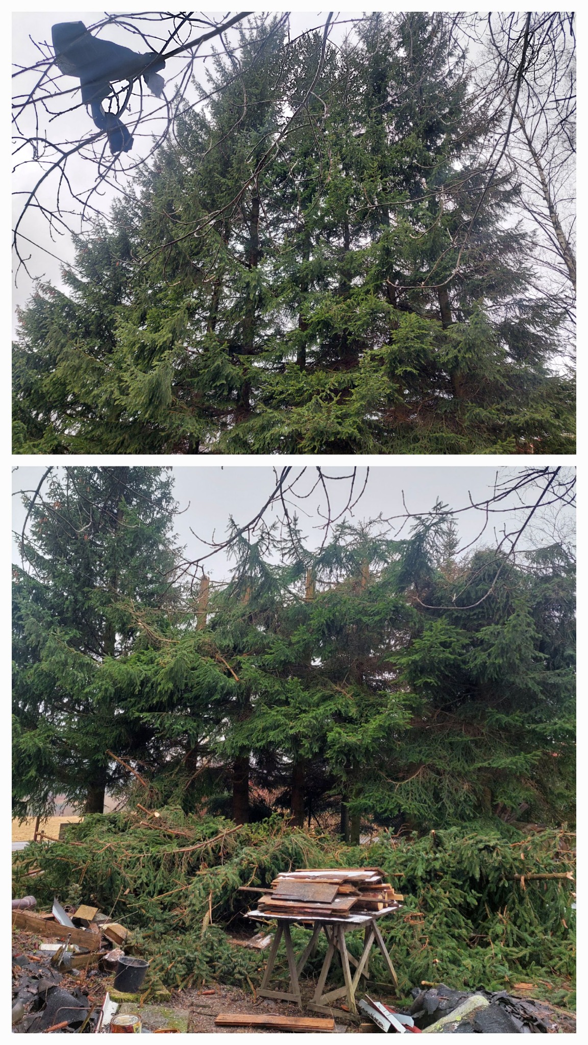 Świerki po częściowym usunięciu szczytów, z widocznymi gałęziami na ziemi i drewnianym stołem z deskami w pobliżu, wykonane w pochmurny dzień.