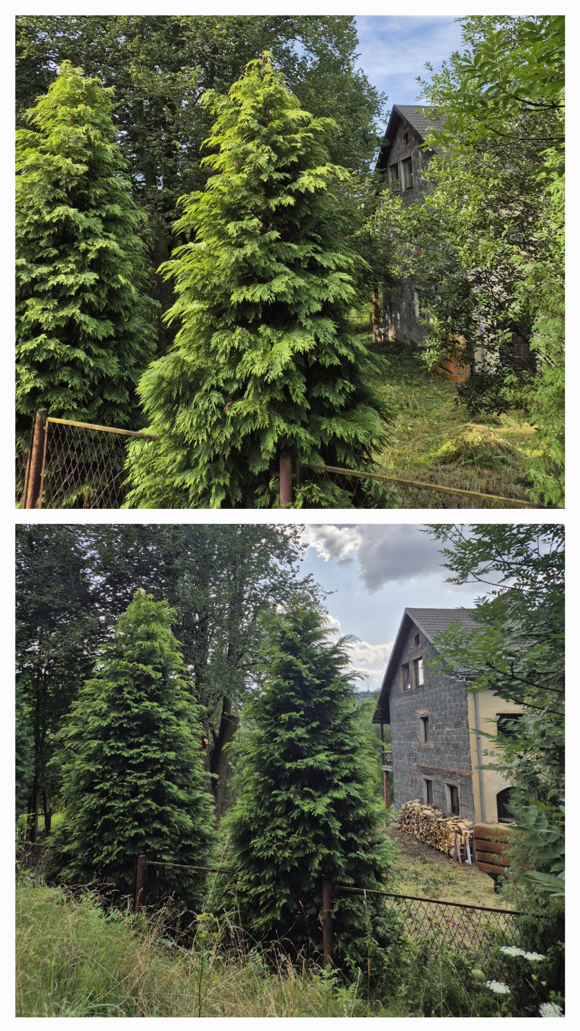 Przycięcie lipy i odsłonięcie budynku na światło