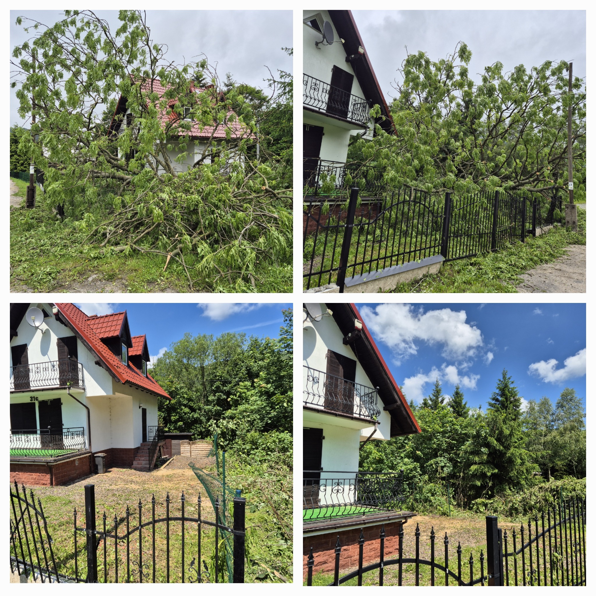 Usuwanie grubego jesiona powalonego przez wiatr.