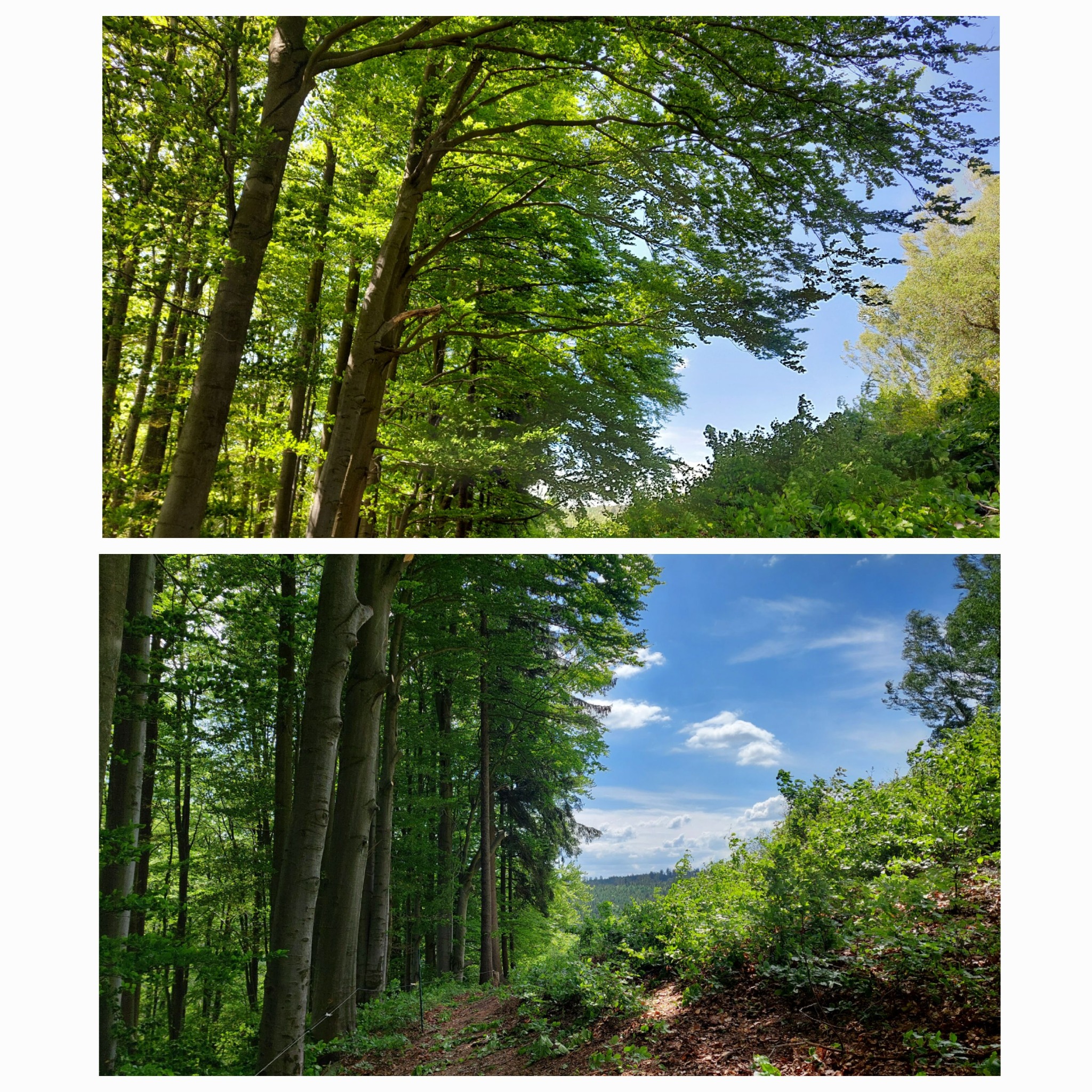 Przycinanie gałęzi i umożliwienie wjazdu maszynie