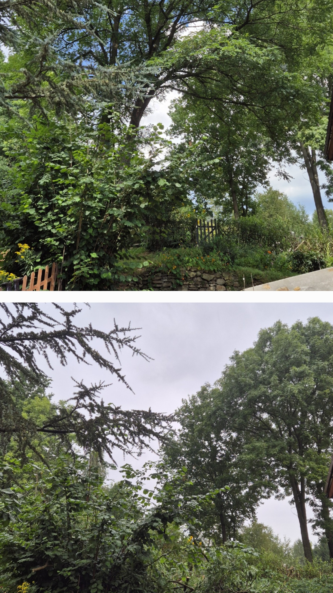 Wycinka akacji która stwarzała zagrożenie