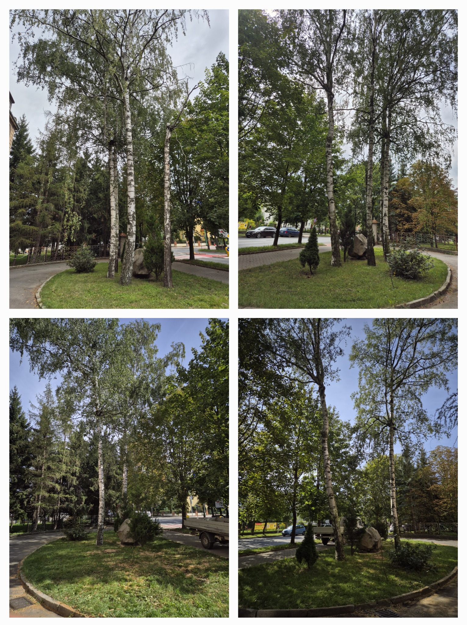 Wycinka niebezpiecznych brzóz nad pomnikiem przy Szkole