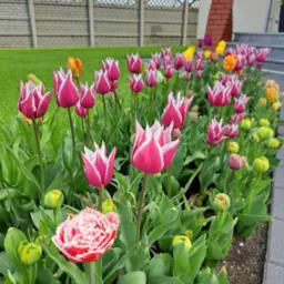 Rabata z tulipanami odmiany 'Flaming Parrot' i 'Fringed Elegance' wzdłuż ścieżki, na tle zielonego trawnika i betonowego ogrodzenia.