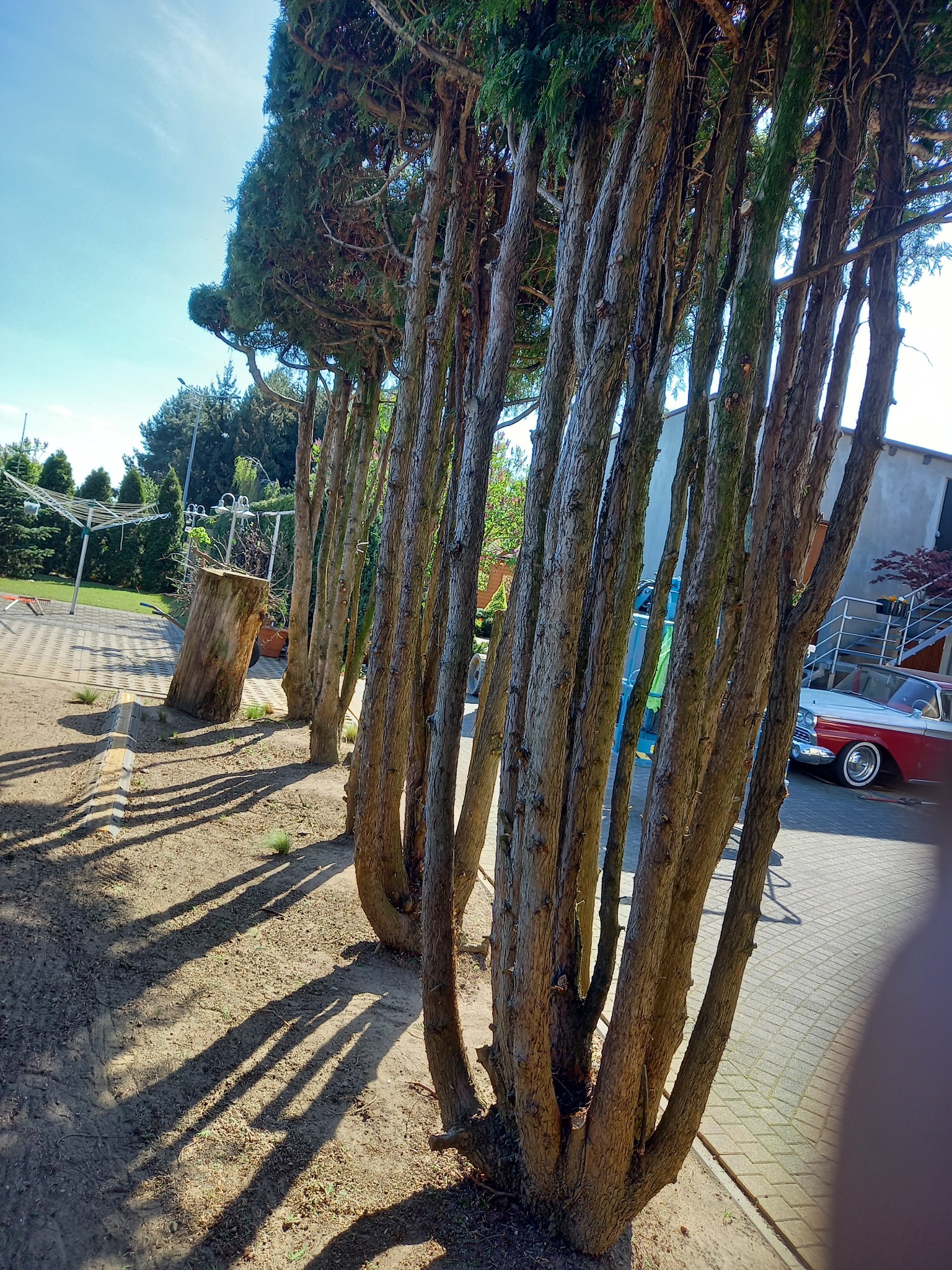 Rząd strzyżonych drzew iglastych w ogrodzie, rzucających długie cienie na ziemię, z widocznym pniem po ściętym drzewie w tle i fragmentem czerwonego klasycznego samochodu.