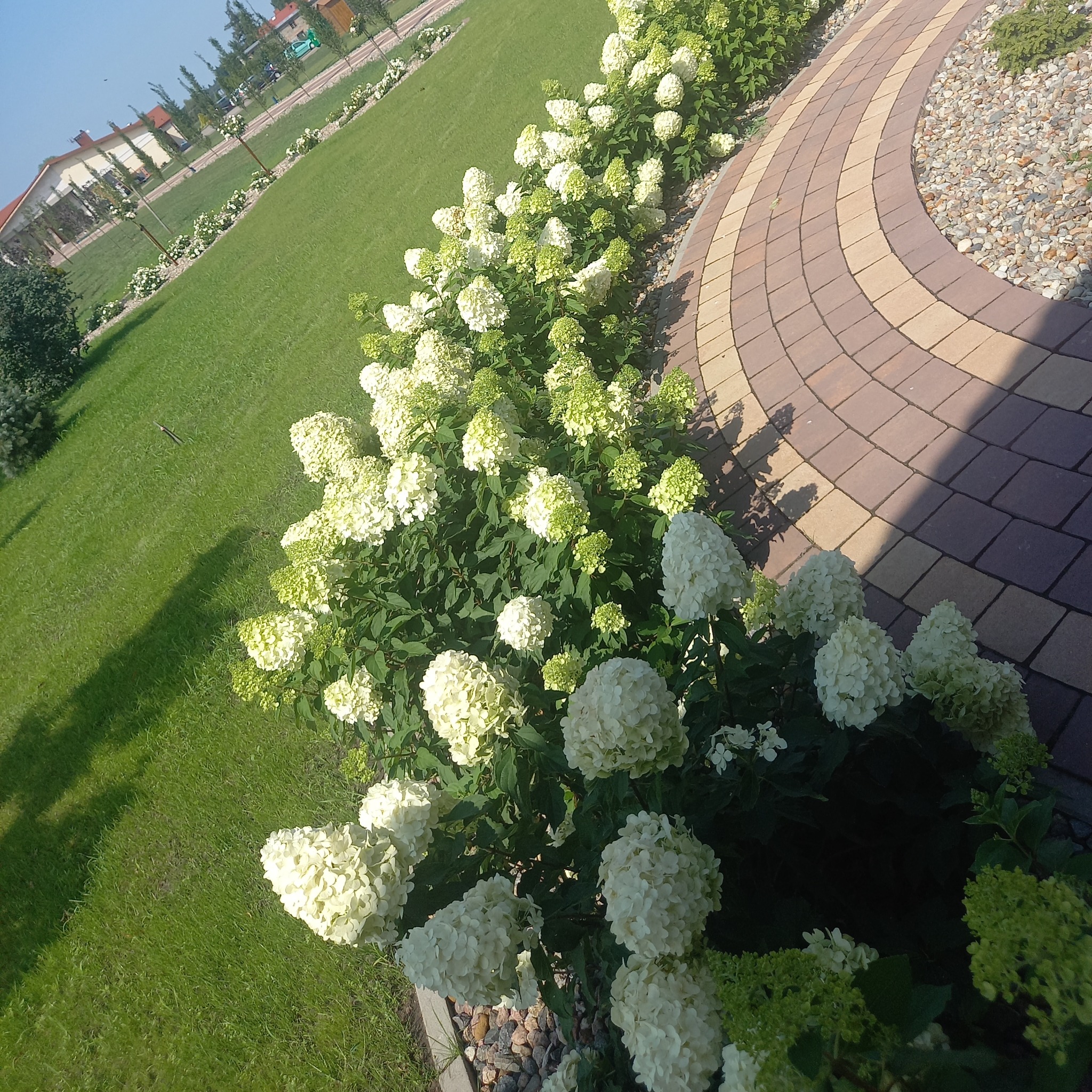 Kwitnące hortensje wzdłuż krętej ścieżki z kostki brukowej, obok zadbanego trawnika w Gostyniu. Dekoracyjny żwir oddziela ścieżkę od roślin.