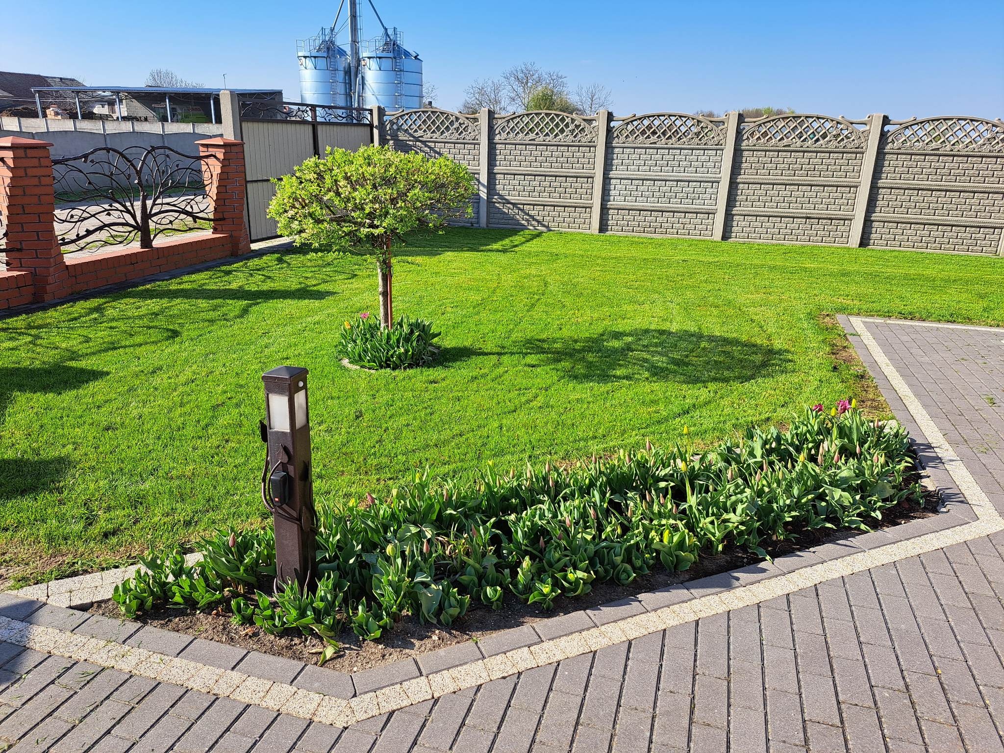 Zadbany trawnik z drzewem w kształcie kuli, obrzeża z kostki brukowej i rabata z tulipanami, w tle metalowy płot i silosy zbożowe.