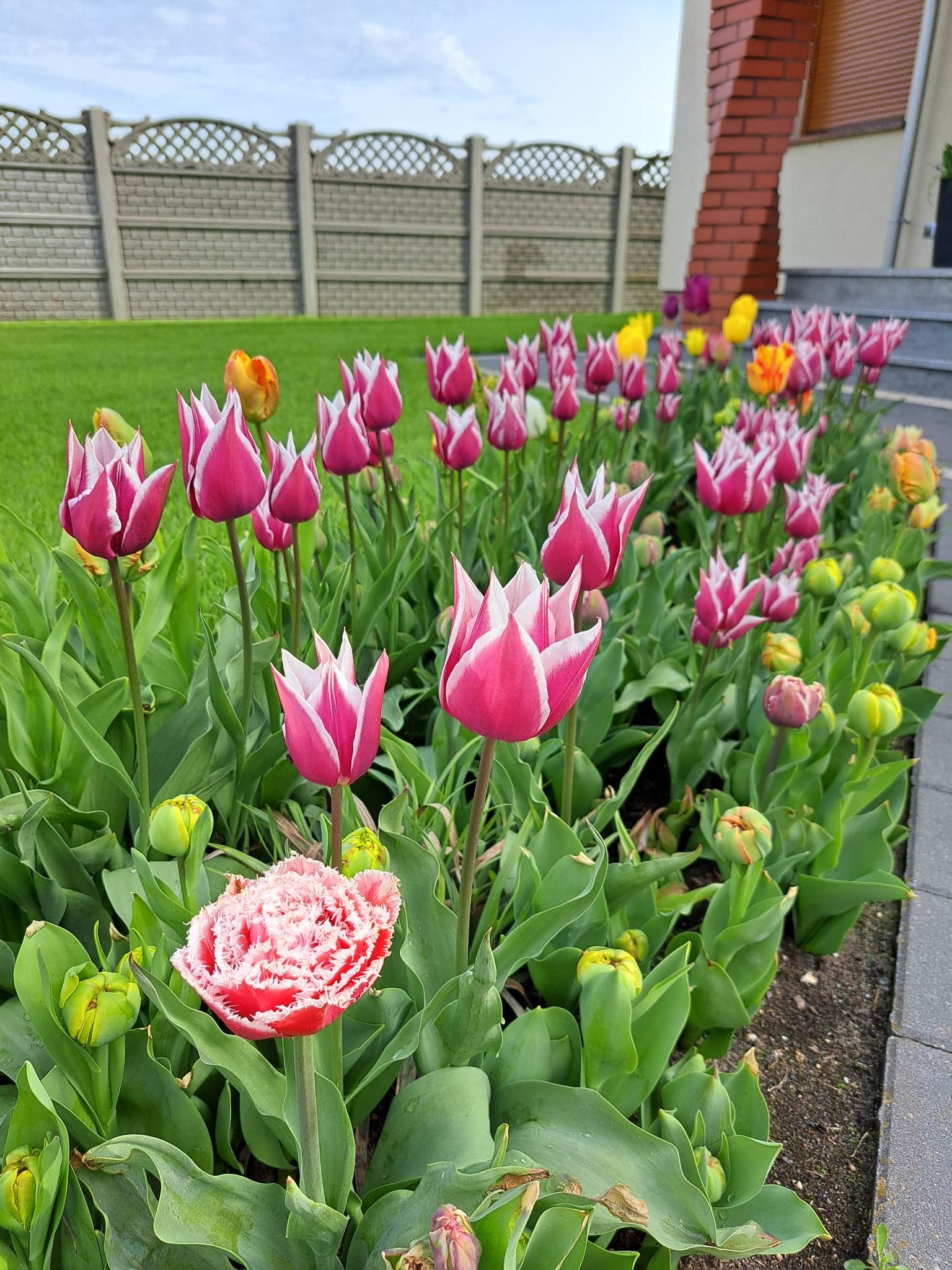 Rabata z tulipanami odmiany 'Flaming Parrot' i 'Fringed Elegance' wzdłuż ścieżki, na tle zielonego trawnika i betonowego ogrodzenia.
