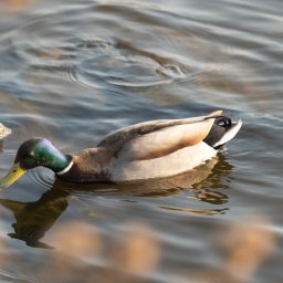 Fotograf ślubny Szczecin 4