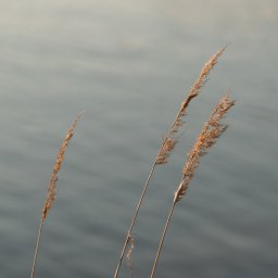 Szewczykfotos - Trzy źdźbła trawy na tle spokojnej, rozmytej wody o szarym odcieniu, uchwycone w miękkim, naturalnym świetle.