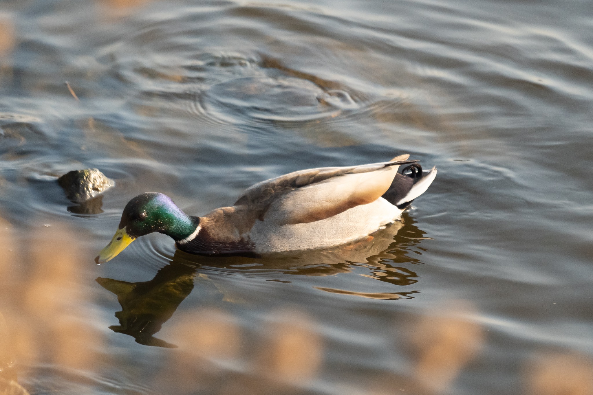 Kaczor krzyżówka z kroplą wody na dziobie płynie po wodzie z odbiciem światła.