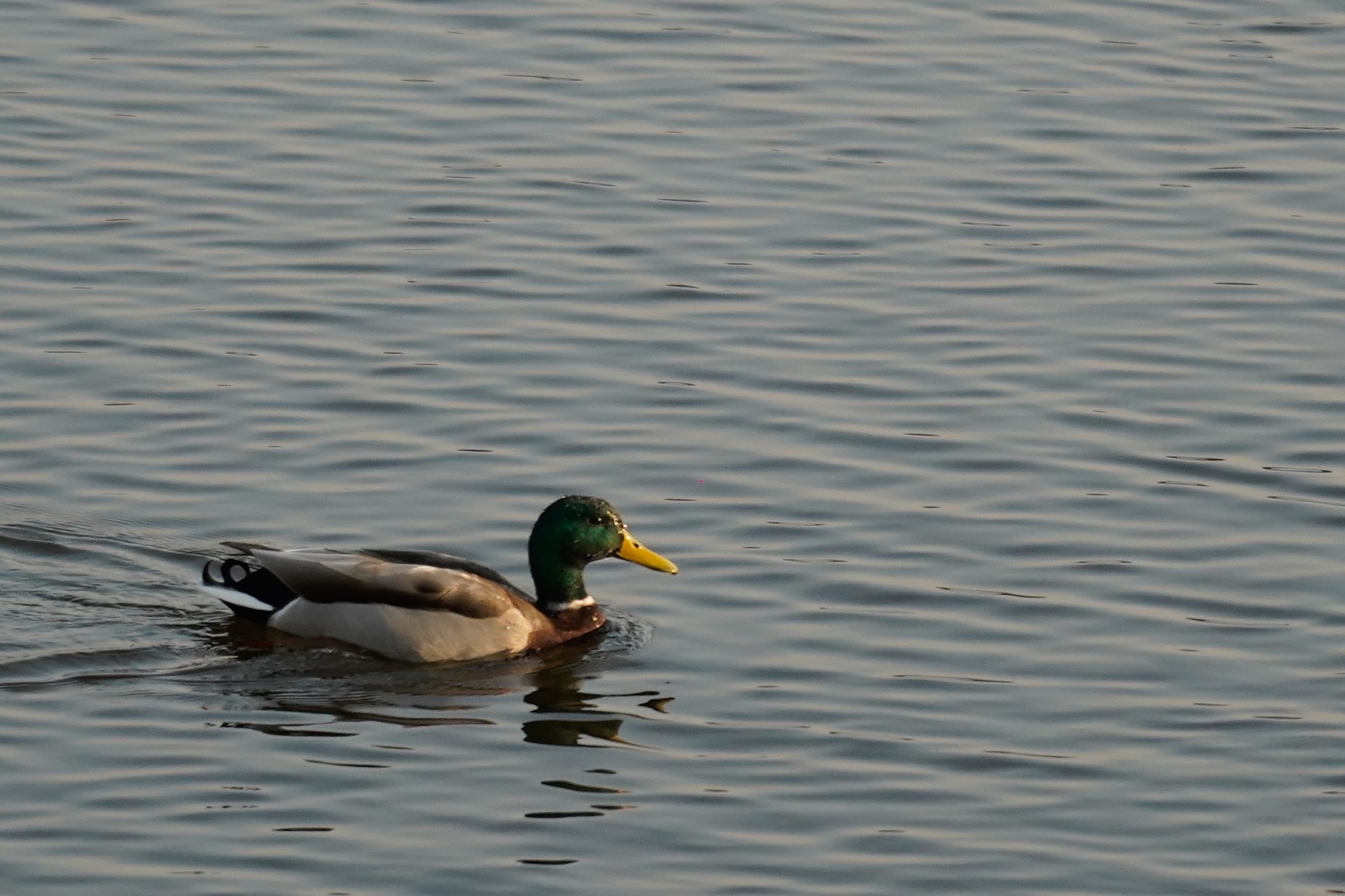 Kaczor krzyżówka płynie po spokojnej wodzie, widoczne delikatne fale i odbicie ptaka.