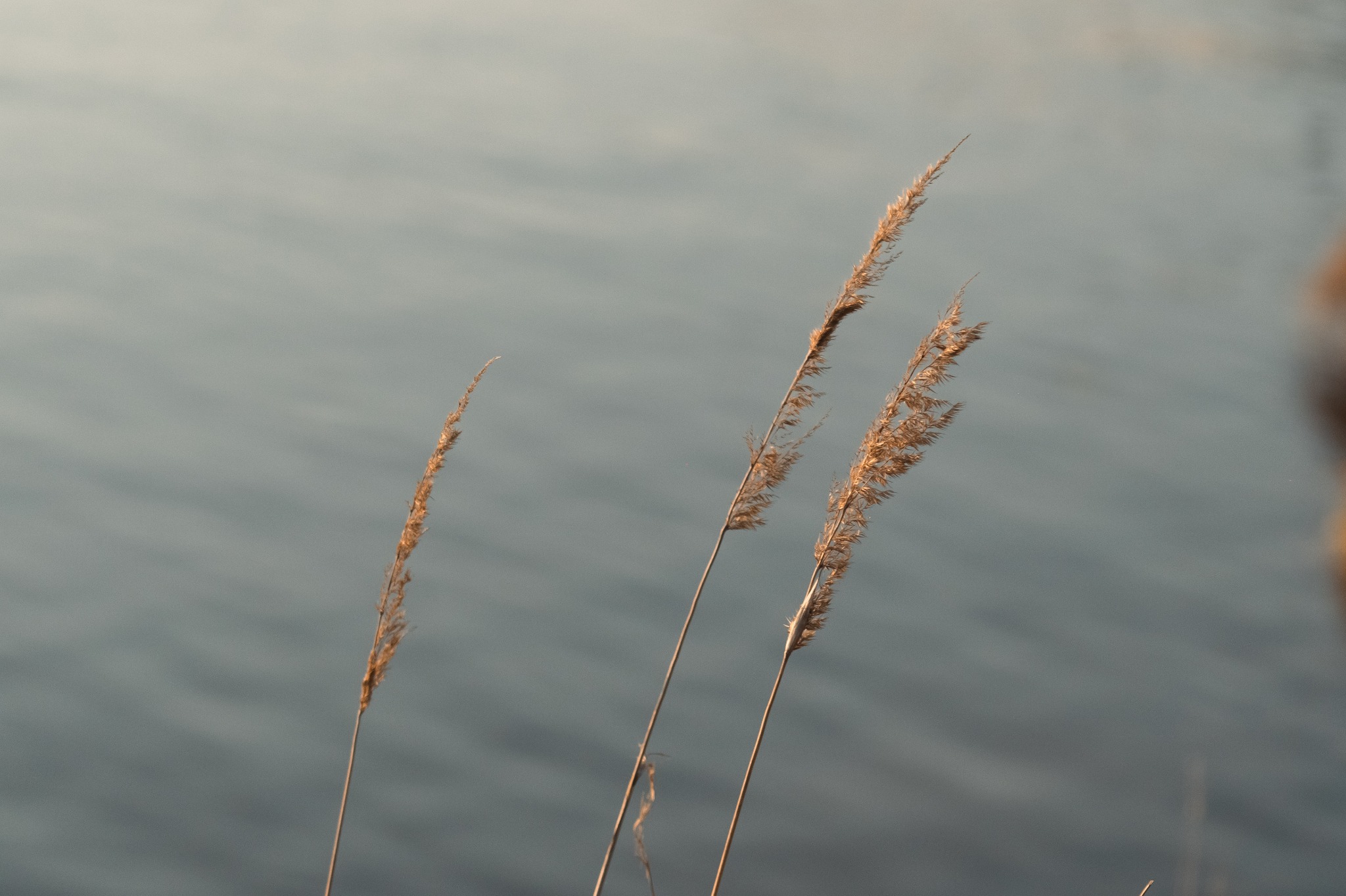 Trzy źdźbła trawy na tle spokojnej, rozmytej wody o szarym odcieniu, uchwycone w miękkim, naturalnym świetle.