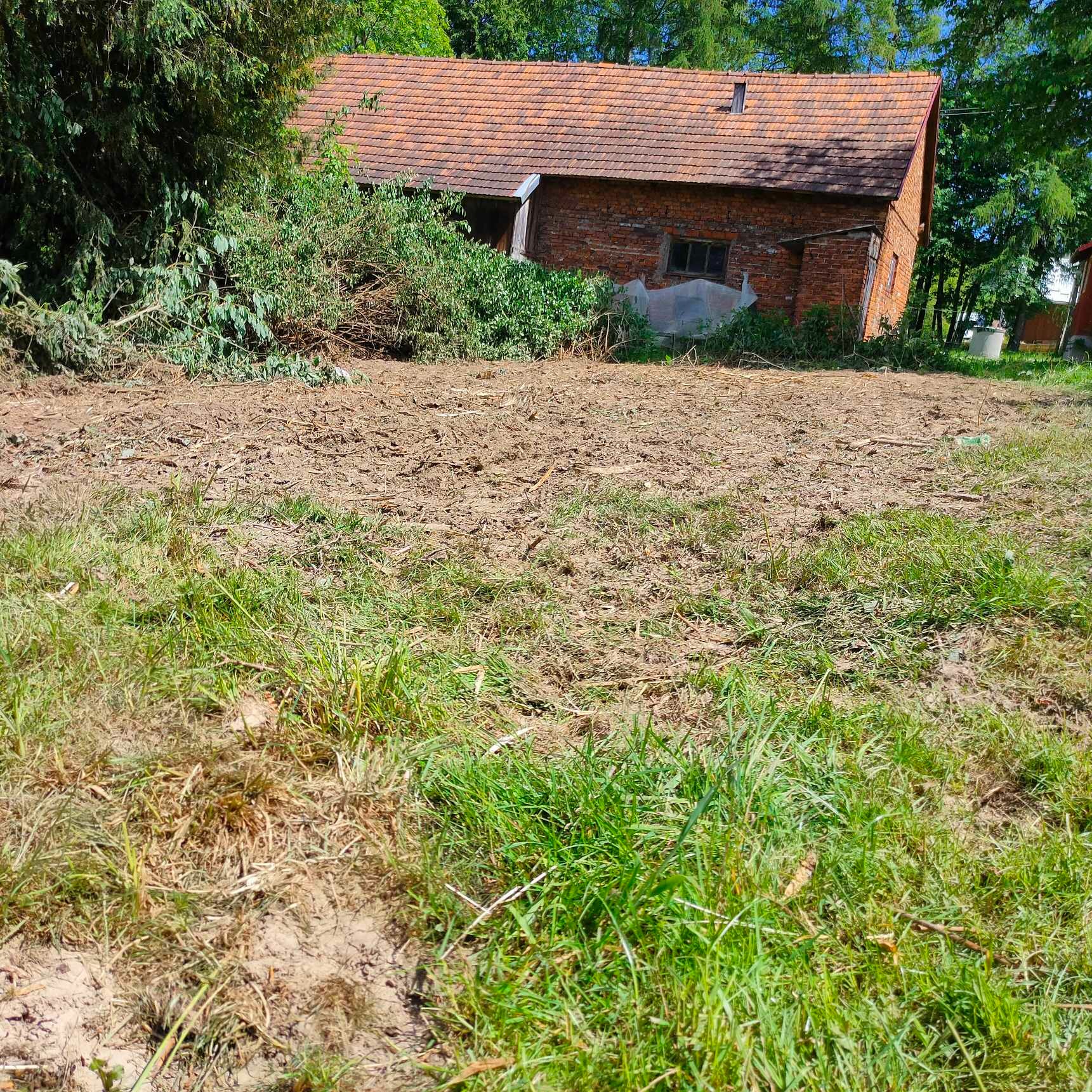 Teren po wycince drzew z widocznym starym budynkiem gospodarczym z czerwonej cegły i stertą gałęzi.