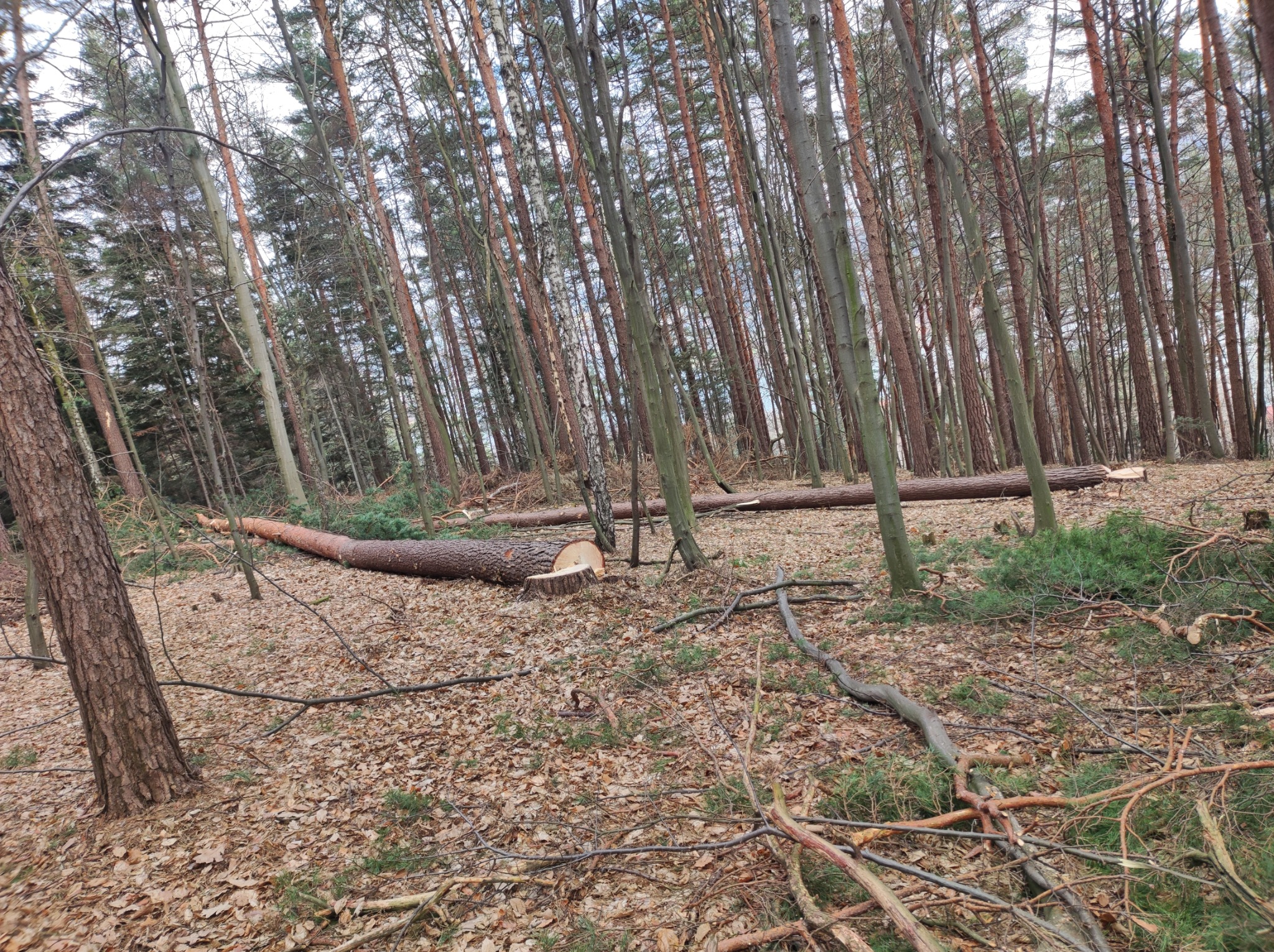 Ścięte pnie drzew w lesie, widoczne ślady po cięciu, leżące na ściółce z liści i gałęzi, w tle wysokie drzewa.