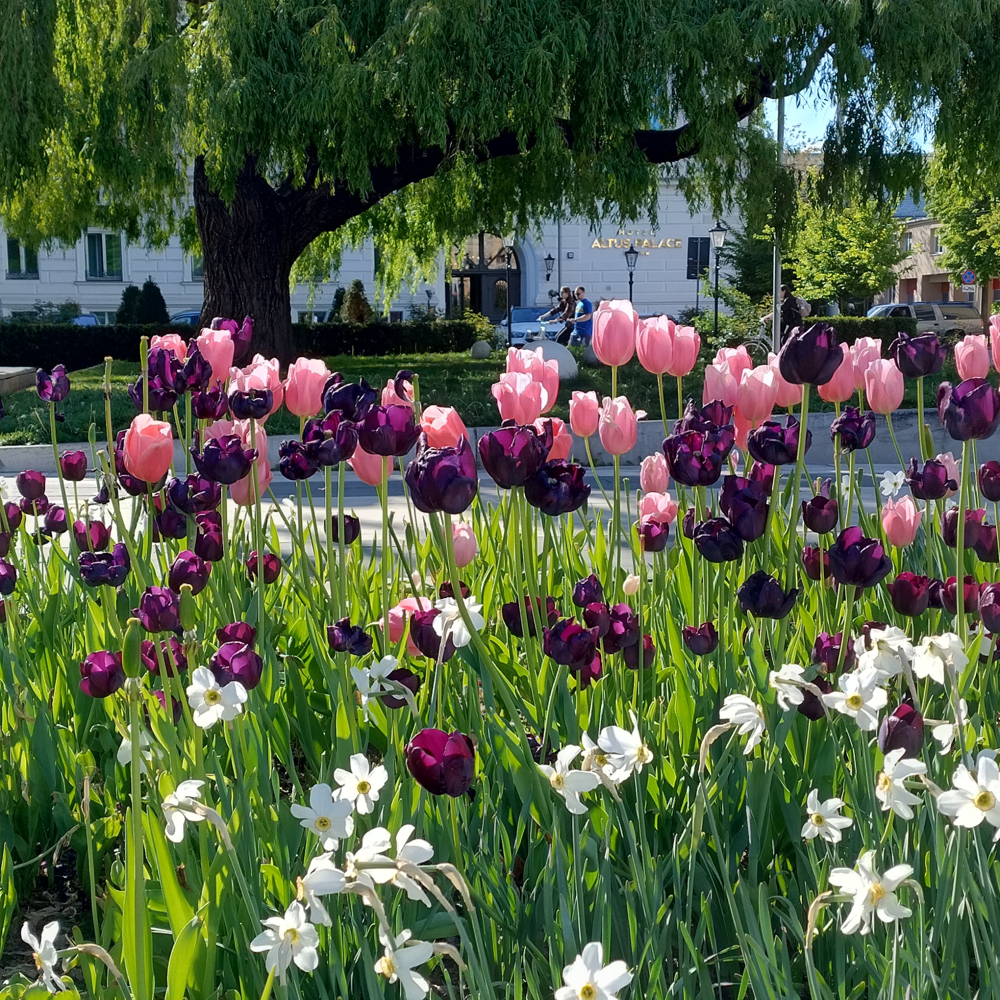 Kwitnące tulipany w odcieniach różu i fioletu oraz białe narcyzy na tle budynku hotelowego i rozłożystego drzewa w słoneczny dzień.