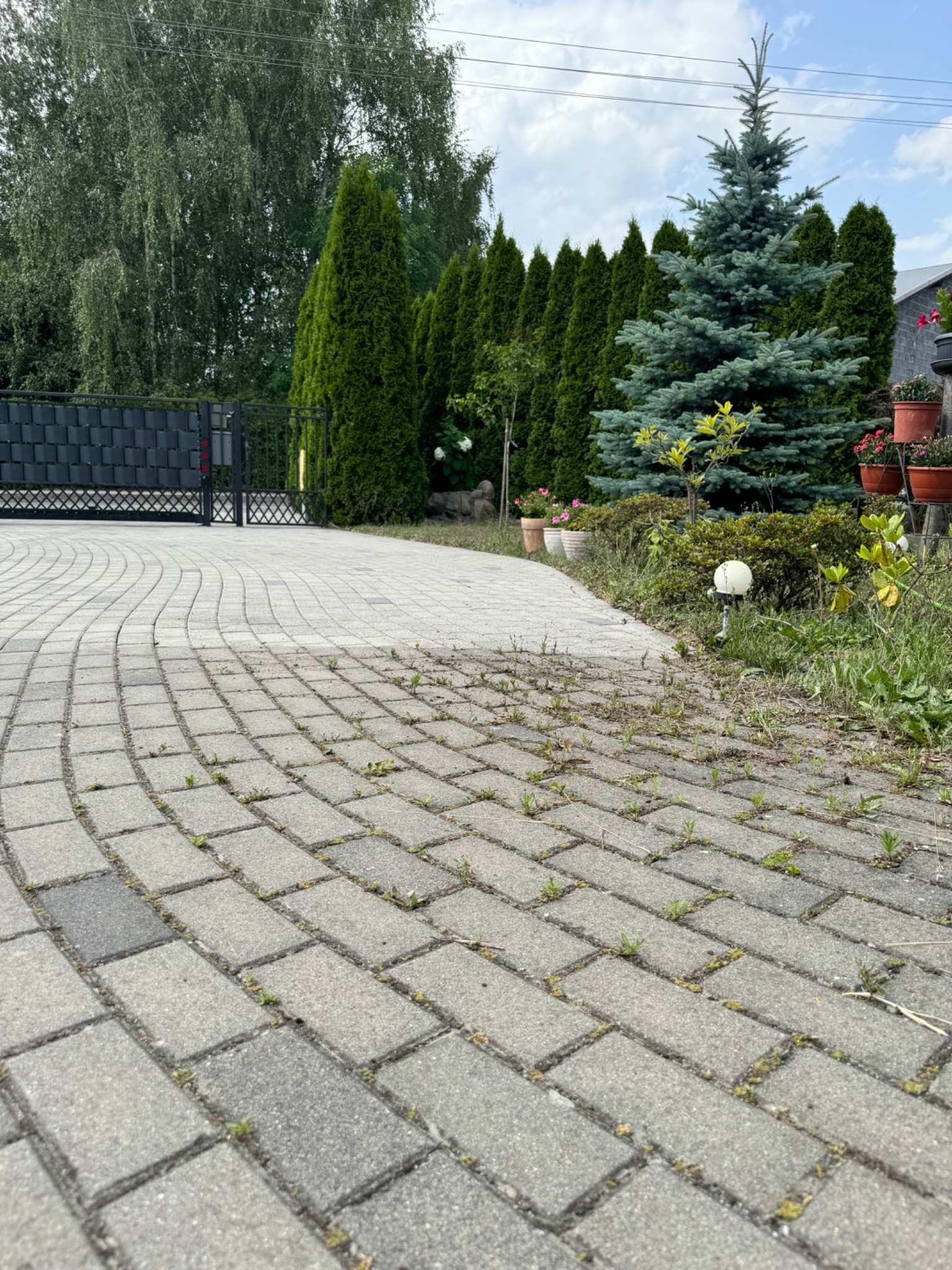 Zakrzywiona kostka brukowa z widocznymi chwastami w szczelinach, prowadząca do bramy wjazdowej, otoczona zielenią i ozdobnymi roślinami w donicach.