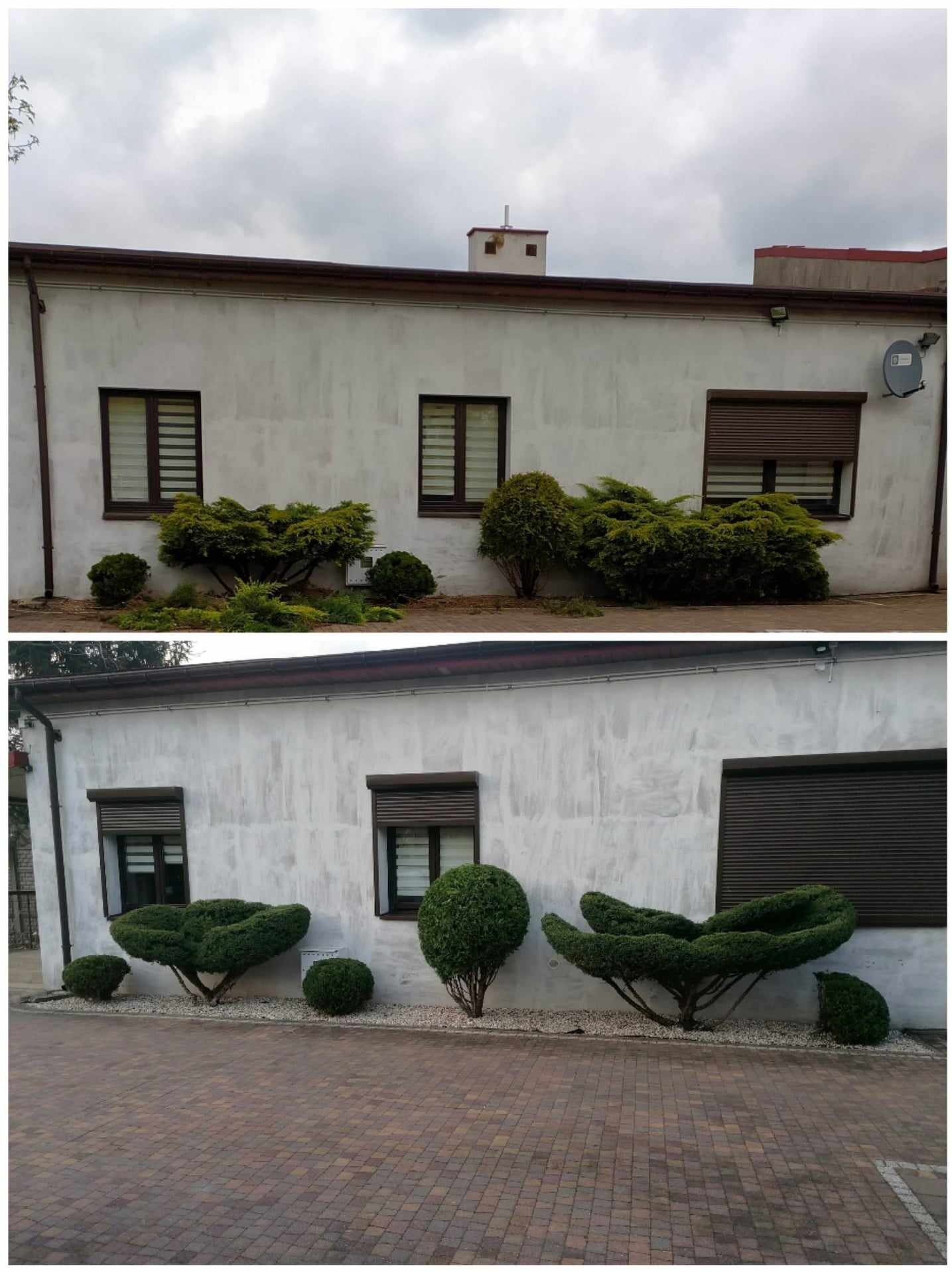 Porównanie stanu przed i po przycięciu ozdobnych krzewów przed budynkiem z brązowymi oknami i roletami; dolna część zdjęcia ukazuje starannie ukształtowane rośliny otoczone białym żwirem...