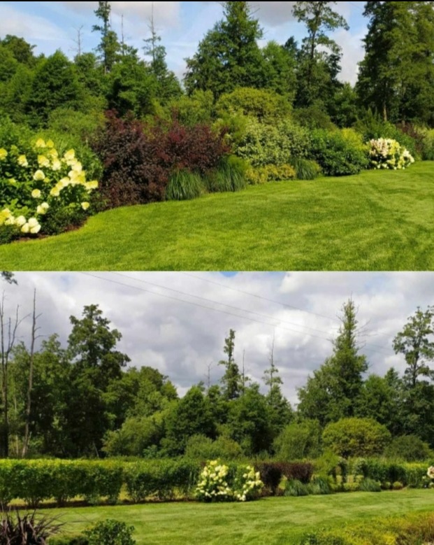 Ujęcie wypielęgnowanego ogrodu z równo przystrzyżonym trawnikiem, ozdobnymi krzewami i kwitnącymi hortensjami, podzielone na dwie części z różnym oświetleniem i perspektywą.