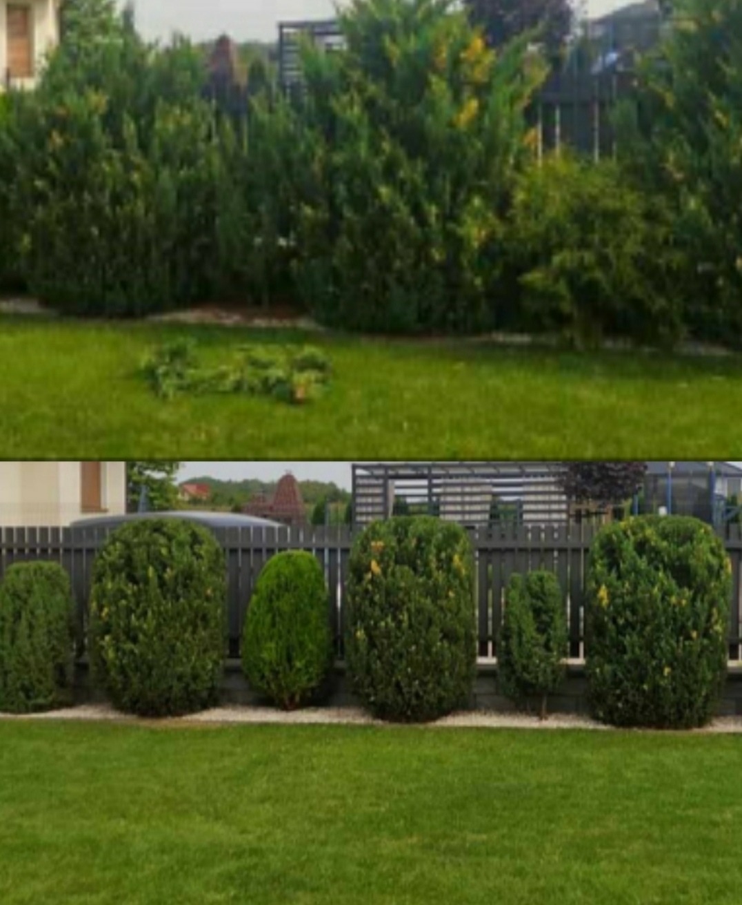 Porównanie: przed i po. Równy żywopłot z przyciętych, kulistych krzewów iglastych oddziela trawnik od ciemnego, drewnianego ogrodzenia. Fragmenty ściętej trawy na pierwszym planie.