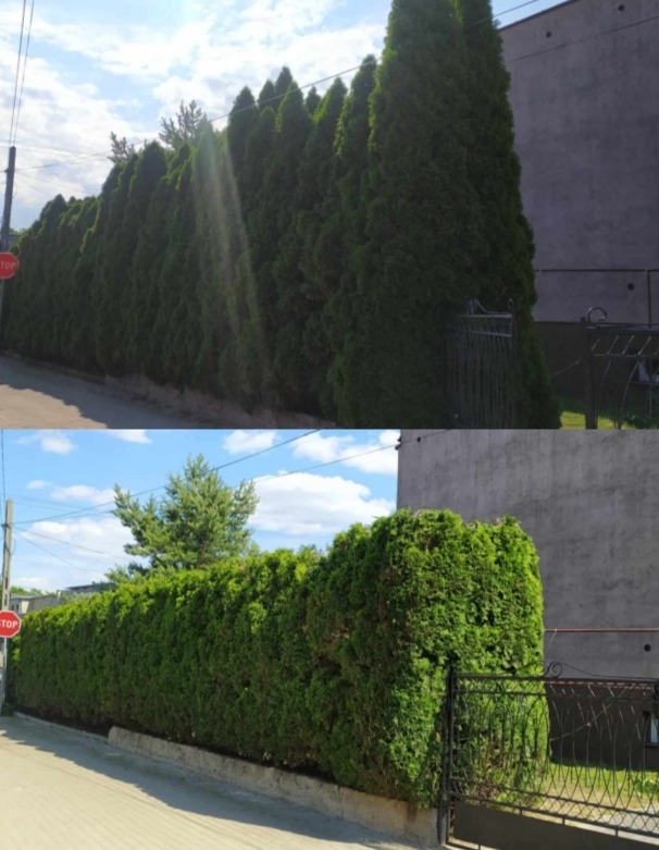 Dwa ujęcia tej samej posesji: górne prezentuje wysokie, strzeliste tuje, a dolne - krótko przycięty żywopłot z tui, oba oddzielone poziomą linią; widoczny znak STOP i fragment bramy.